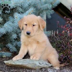 Jeremy, Golden Retriever Puppy